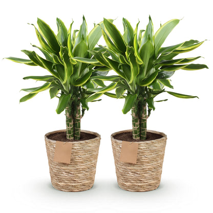Deux dracaenas fragrans Golden Coast avec un feuillage vert panaché de jaune, dans des paniers en osier