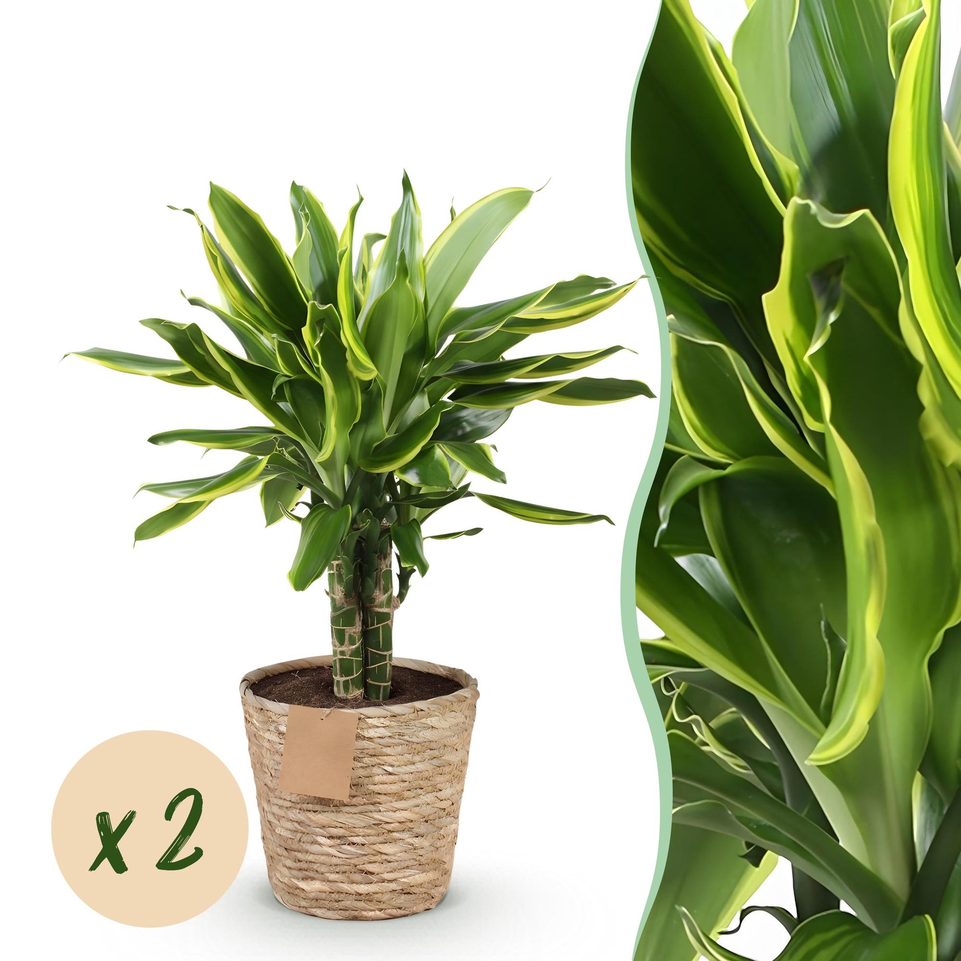 Un Dracaena fragrans Golden Coast avec un feuillage vert panaché de jaune, planté dans un cache-pot Panier tressé