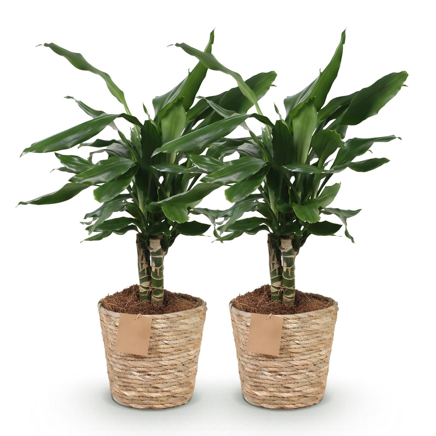 Deux Dracaena fragrans Steudneri aux feuilles vertes brillantes dans des pots en osier beige remplis de terreau marron