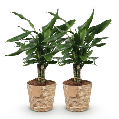 Deux Dracaena fragrans Steudneri aux feuilles vertes brillantes dans des pots en osier beige remplis de terreau marron