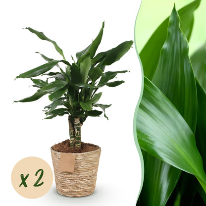 Un Dracaena fragrans Steudneri avec son feuillage vert et son tronc visible, dans un cache-pot en osier