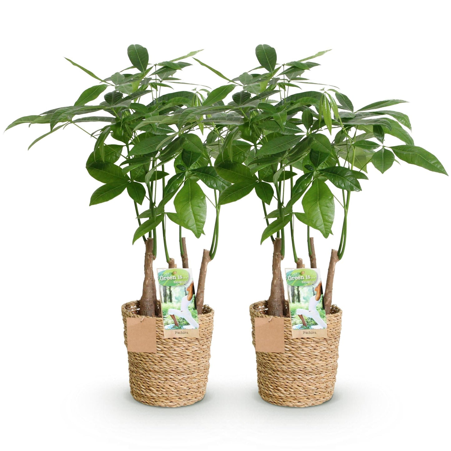 Deux Pachira Aquatica aux troncs tressés avec leur feuillage vert vif dans des cache-pots en osier naturel