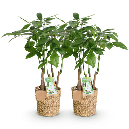 Deux Pachira Aquatica aux troncs tressés avec leur feuillage vert vif dans des cache-pots en osier naturel