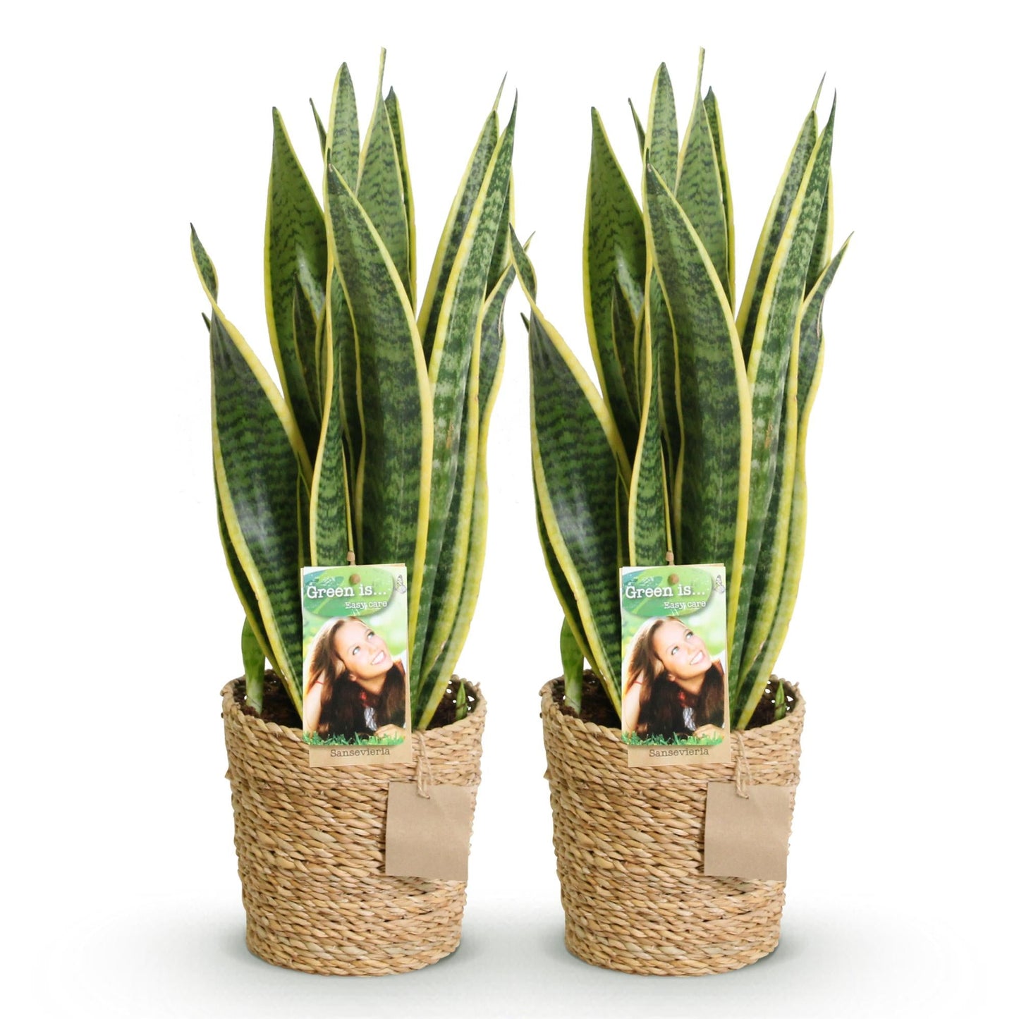Deux grandes Sansevieria Laurentii aux feuilles vertes et bordures jaunes, dans des paniers tresses naturels