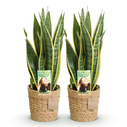 Deux grandes Sansevieria Laurentii aux feuilles vertes et bordures jaunes, dans des paniers tresses naturels
