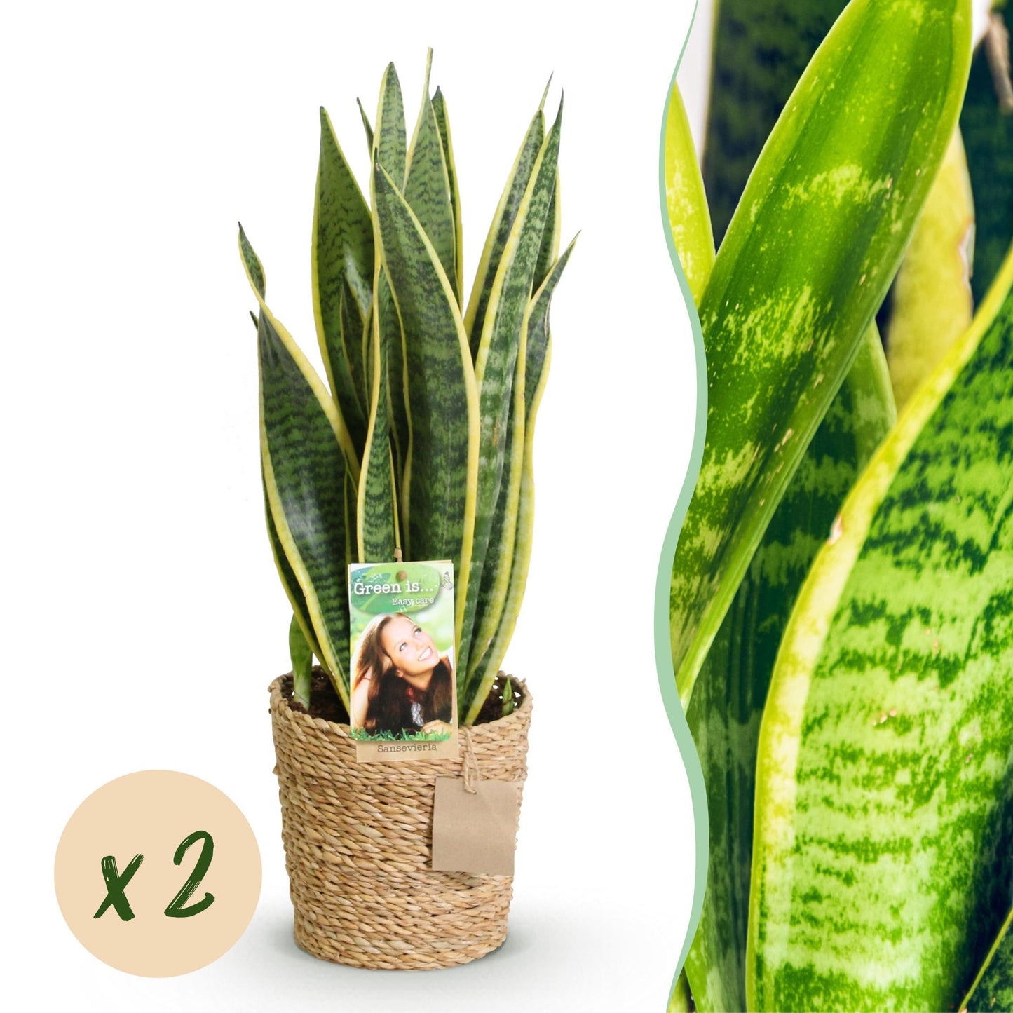 Grande Sansevieria Laurentii à feuilles vertes panachées de jaune, plantée dans un cache-pot tressé en fibre naturelle
