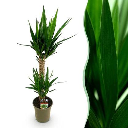 Yucca Elephantipes Yucca, pot de 19cm