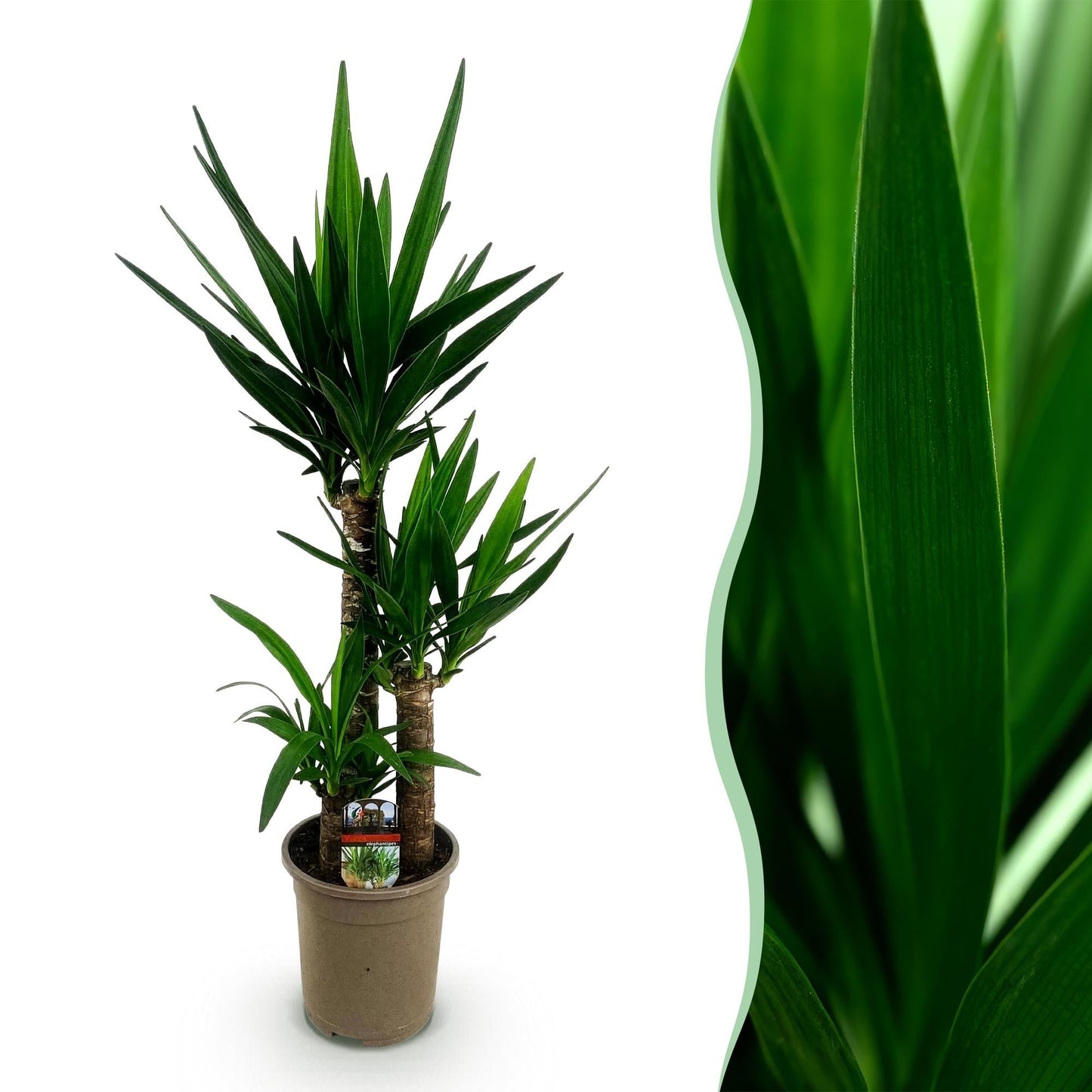 Yucca Elephantipes Yucca, pot de 21cm