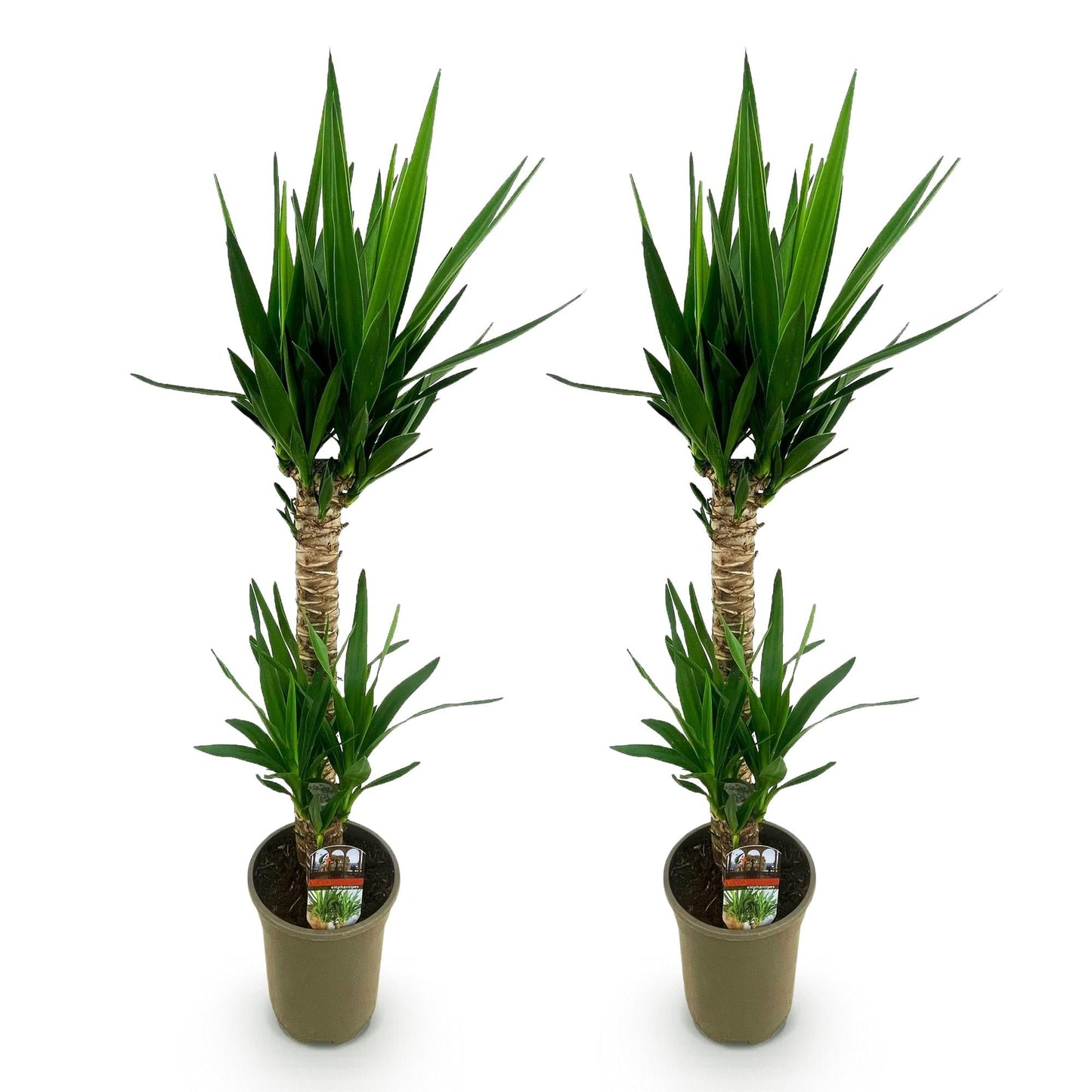 Deux yucca elephantipes, leurs tiges beiges entrelacées et feuillage vert éclatant, dans des pots ronds gris marron