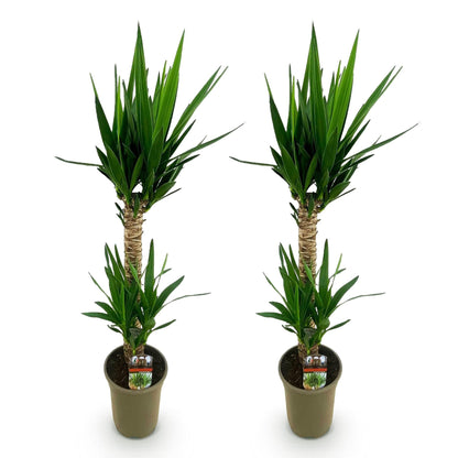 Deux yucca elephantipes, leurs tiges beiges entrelacées et feuillage vert éclatant, dans des pots ronds gris marron