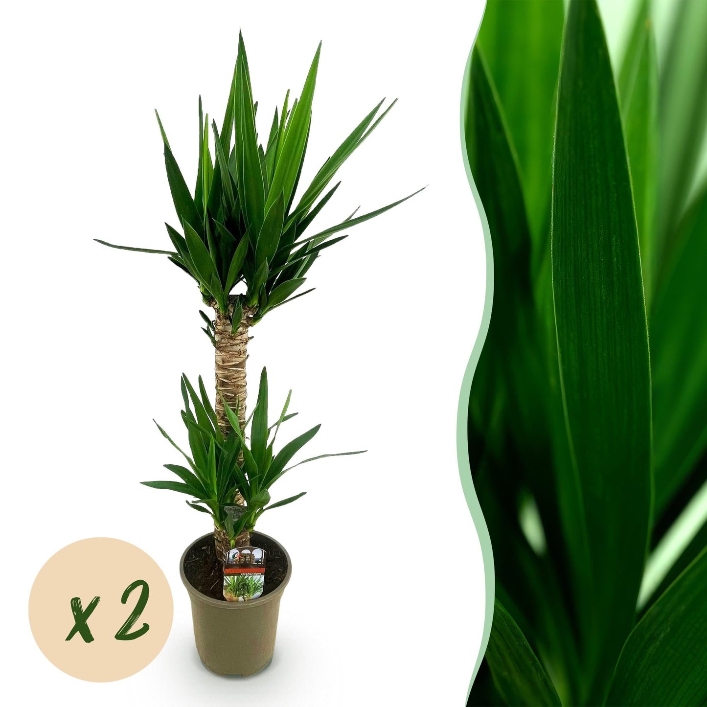 Deux Yucca Elephantipes au tronc tressé et feuillage vert effilé, en pot de culture de 19cm, sans cache-pot