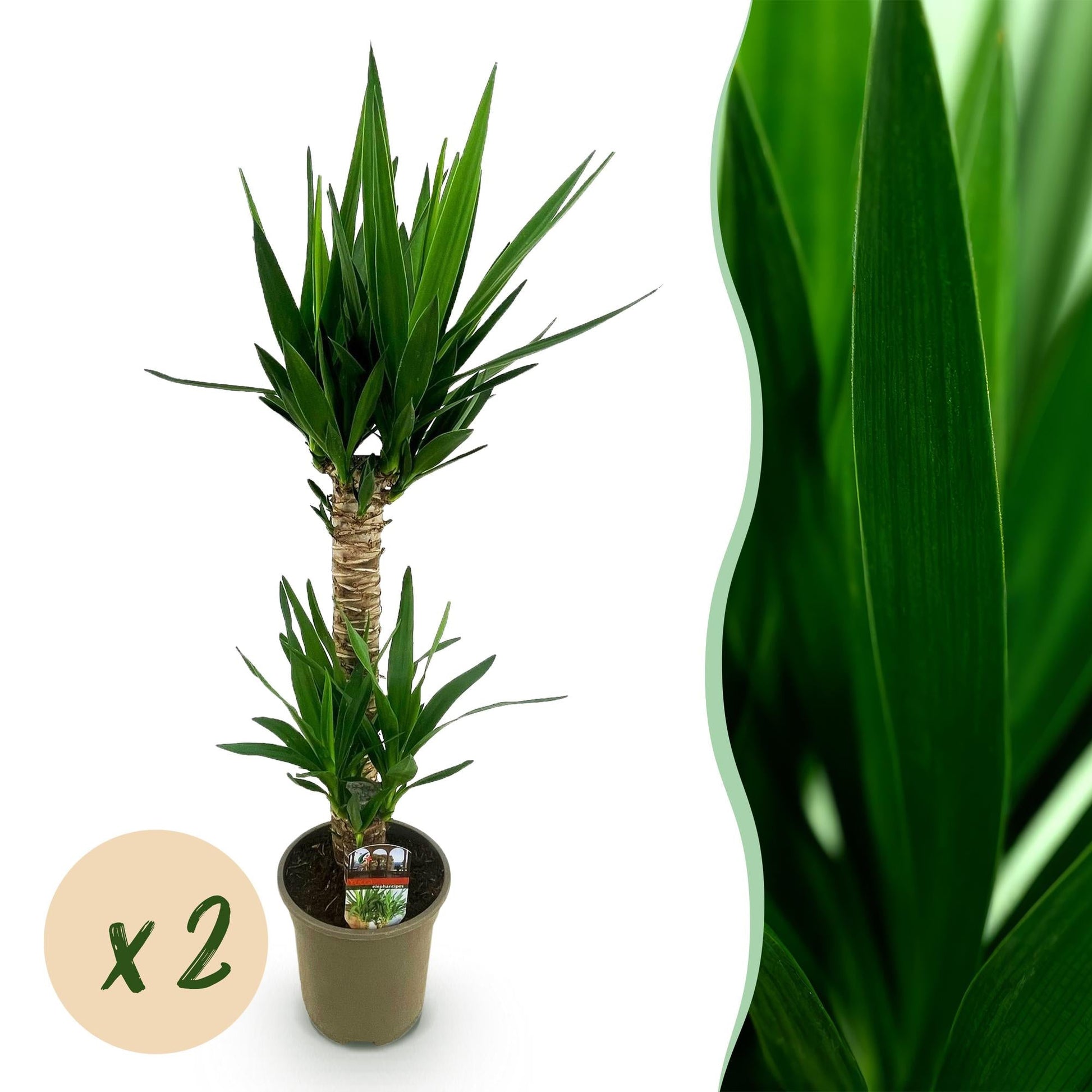 Deux Yucca Elephantipes au tronc tressé et feuillage vert effilé, en pot de culture de 19cm, sans cache-pot