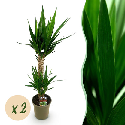 Deux Yucca Elephantipes au tronc tressé et feuillage vert effilé, en pot de culture de 19cm, sans cache-pot