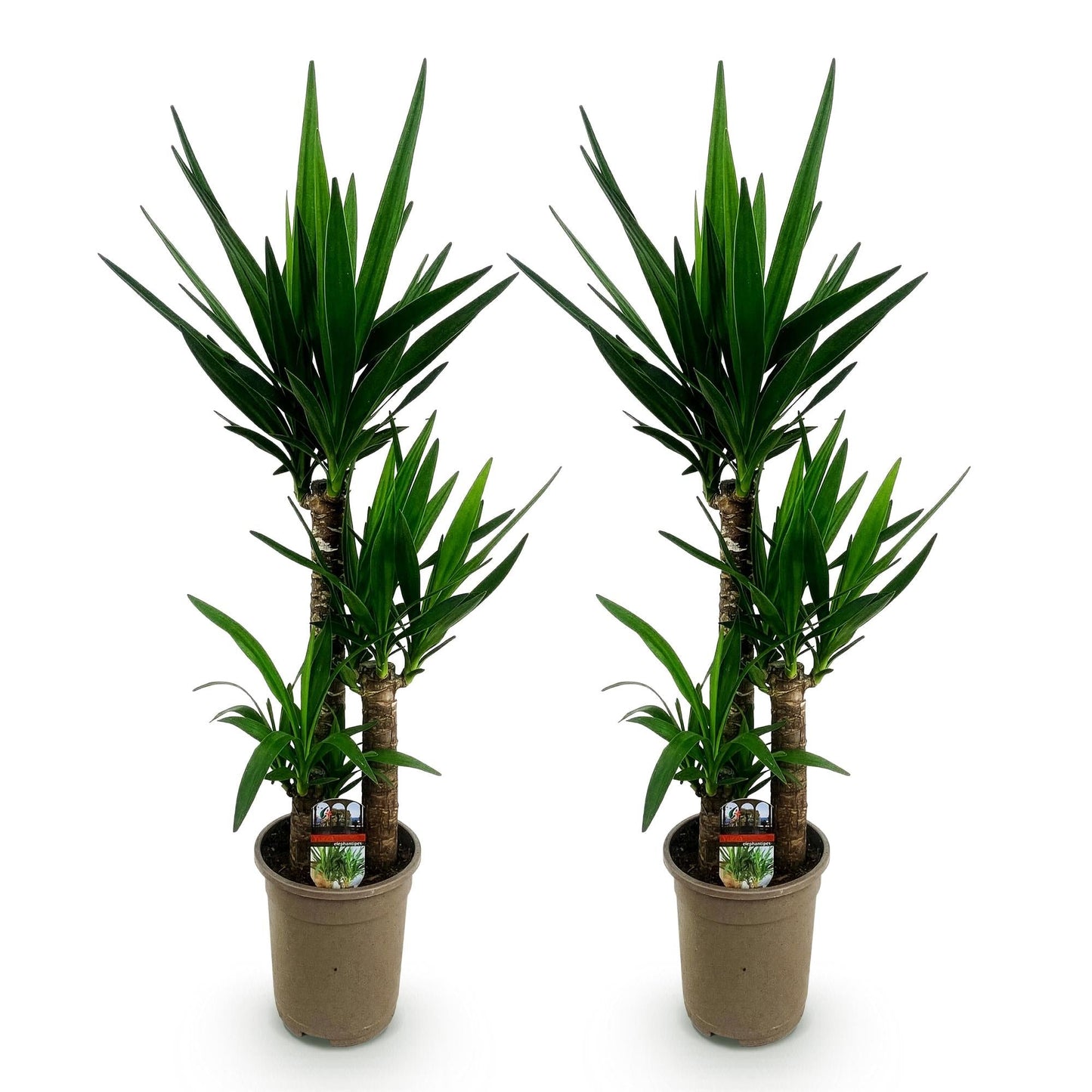 Deux beaux yucca elephantipes avec des feuilles vertes pointues sur des troncs robustes, dans des pots marron