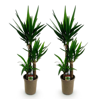 Deux beaux yucca elephantipes avec des feuilles vertes pointues sur des troncs robustes, dans des pots marron