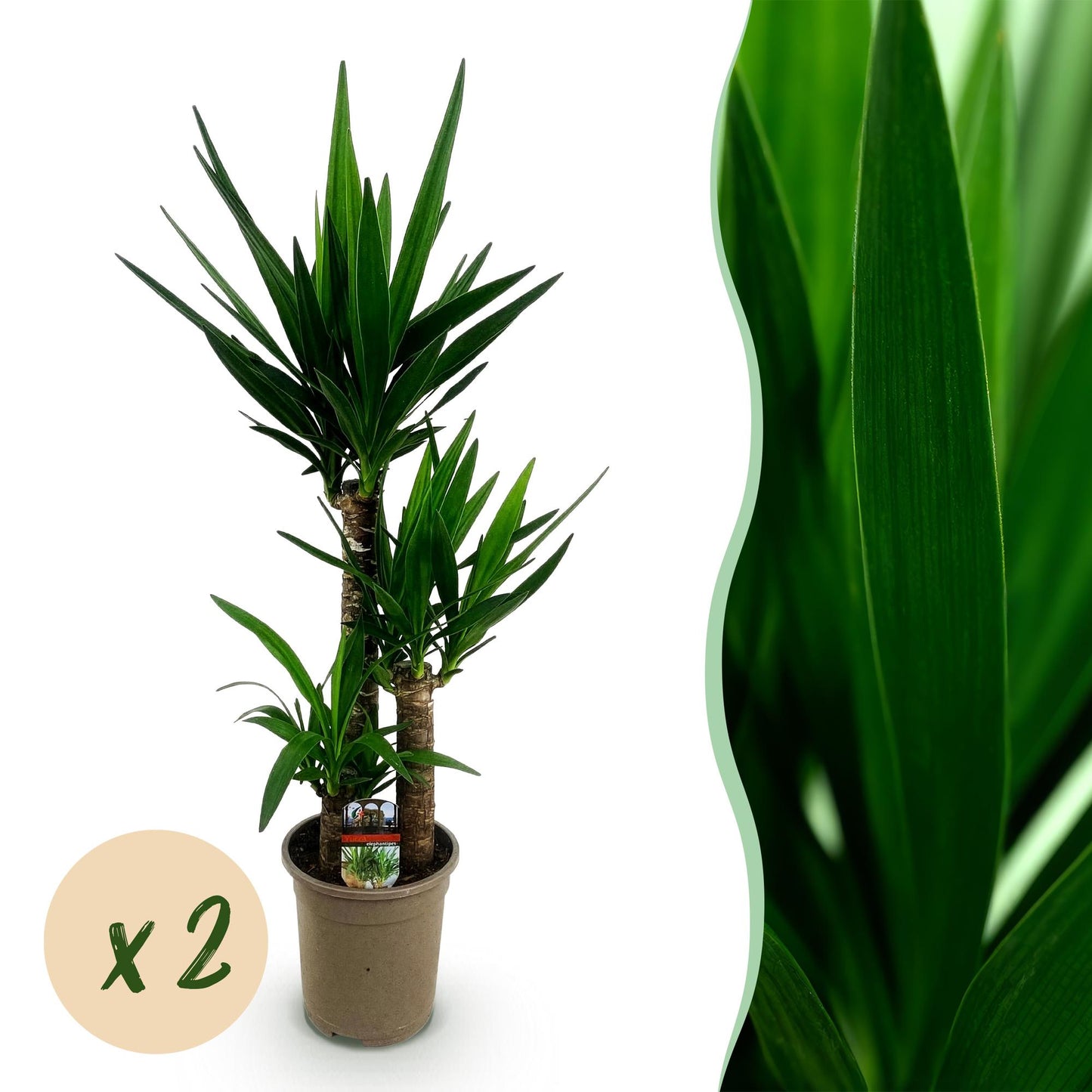 Deux Yucca Elephantipes au tronc tressé et feuillage vert effilé, en pot de culture de 21cm, sans cache-pot