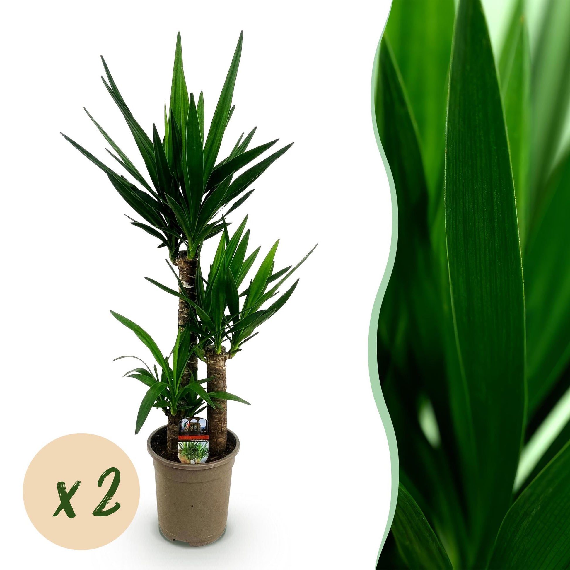 Deux Yucca Elephantipes au tronc tressé et feuillage vert effilé, en pot de culture de 21cm, sans cache-pot
