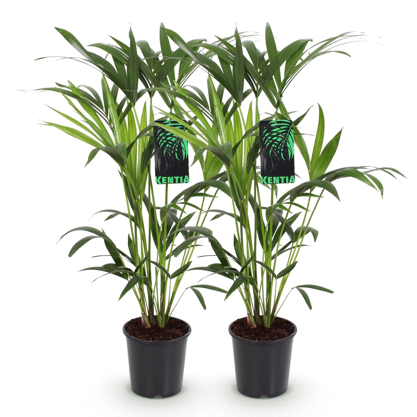 Deux kentias, ou Howea Forsteriana, avec leurs longs feuillages verts et leurs pots de culture noirs classiques