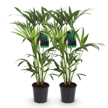 Deux kentias, ou Howea Forsteriana, avec leurs longs feuillages verts et leurs pots de culture noirs classiques
