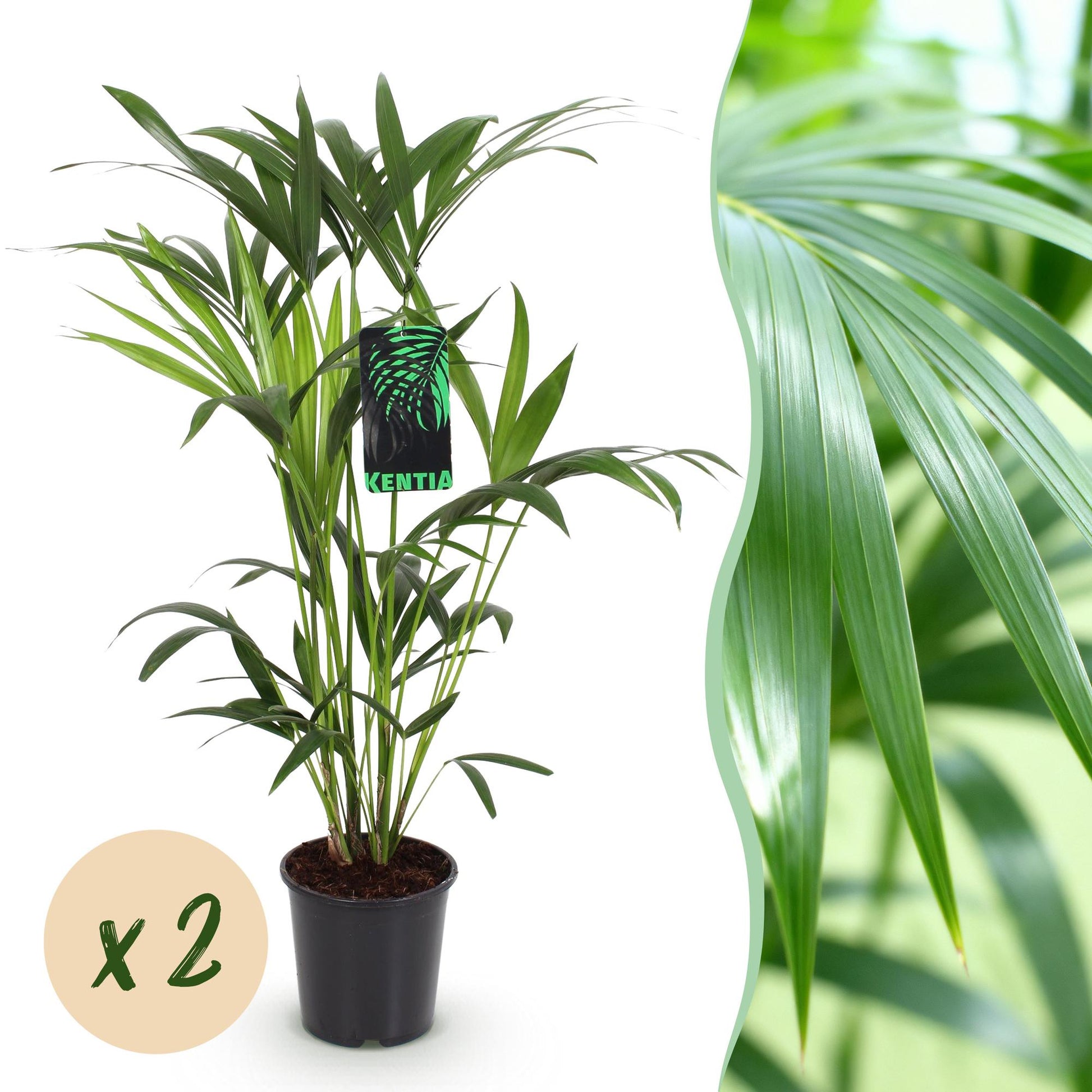 Un Howea Forsteriana ou Palmier Kentia en pot de culture noir, avec des feuilles vert foncé élégantes et pennées