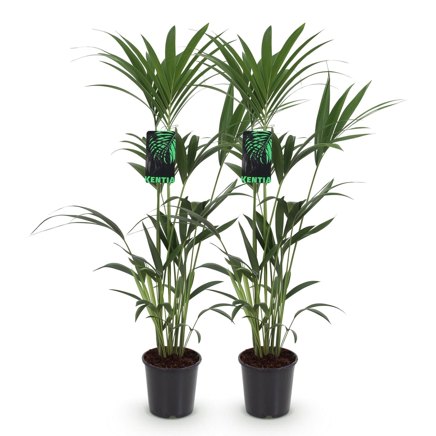 Deux Kentia Palms avec de longs troncs verts et un feuillage dense dans des pots de pépinière noirs