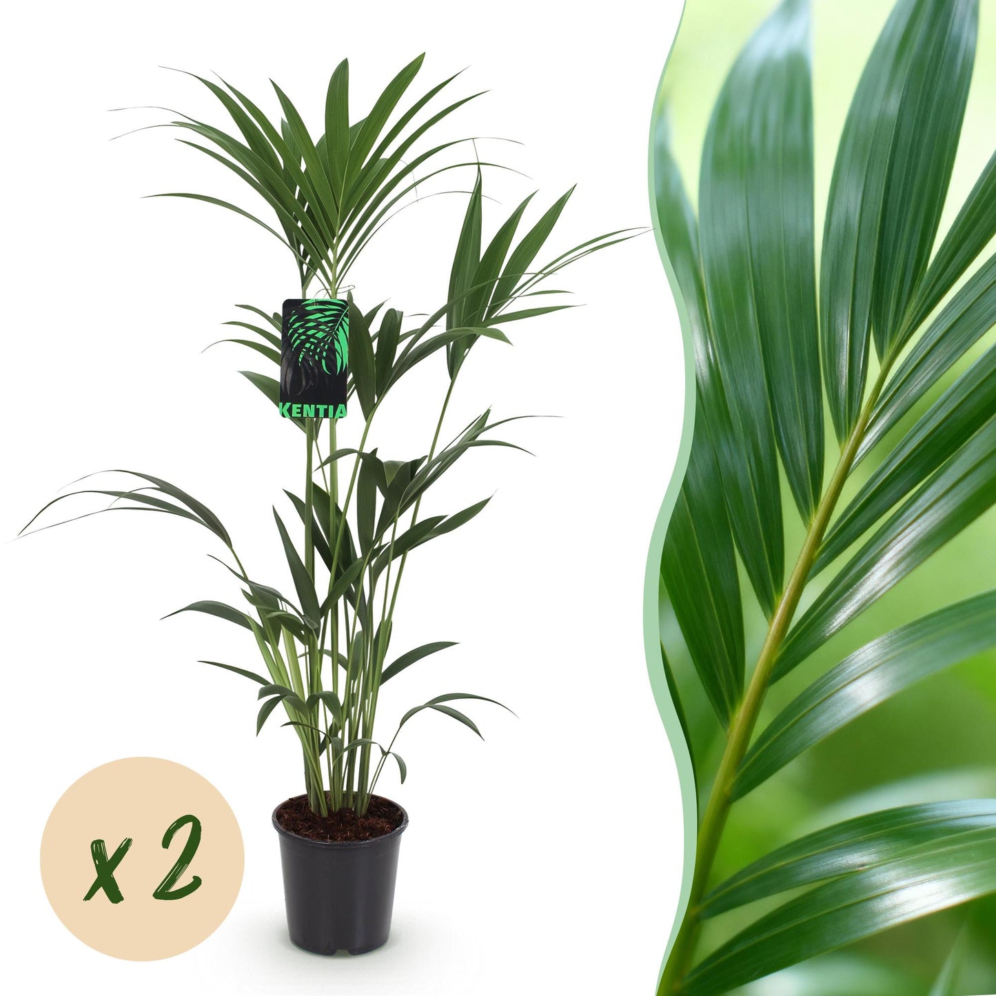 Un palmier Kentia vert luxuriant et dense, dont les feuilles élancées sont visibles dans un pot de culture noir