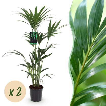 Un palmier Kentia vert luxuriant et dense, dont les feuilles élancées sont visibles dans un pot de culture noir