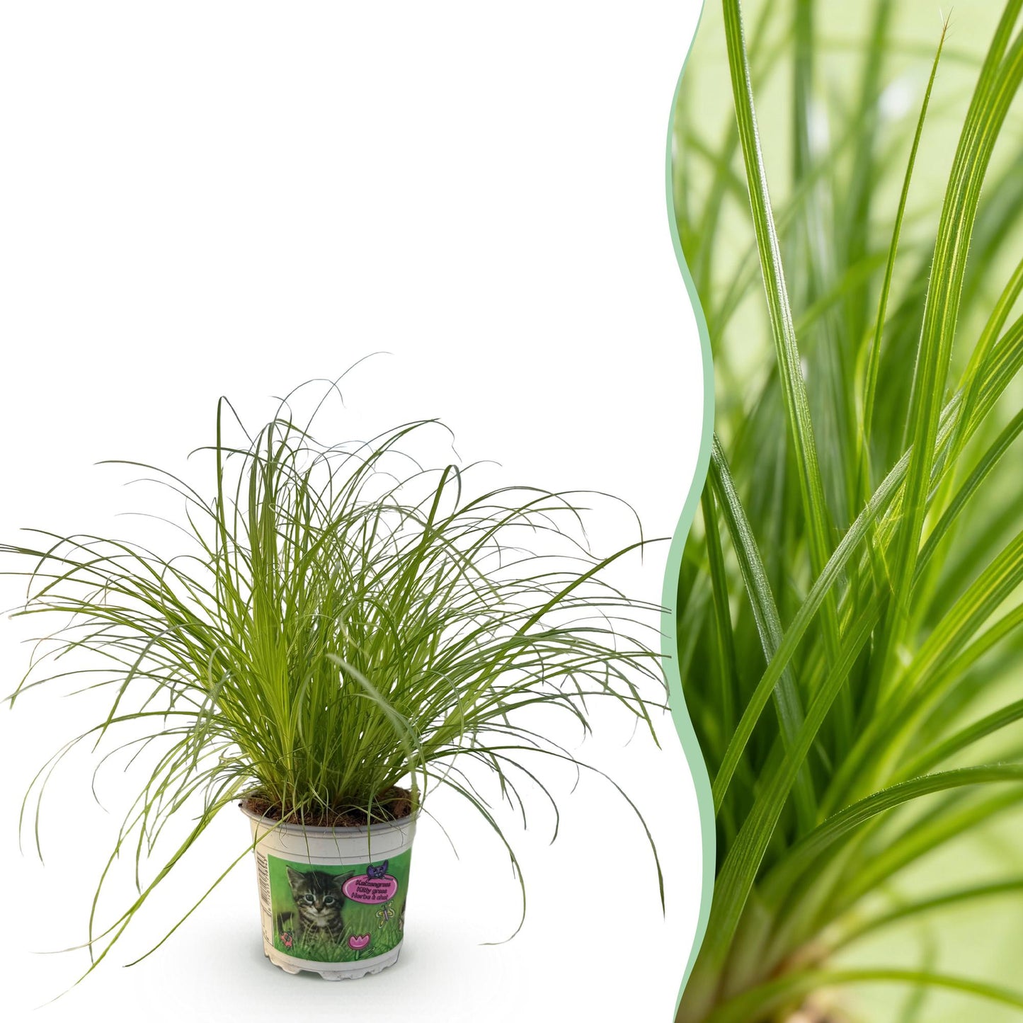 Cyperus alternifolius Zumula, une plante à chats Pet-friendly, avec un feuillage vert clair et fin dans un pot en plastique