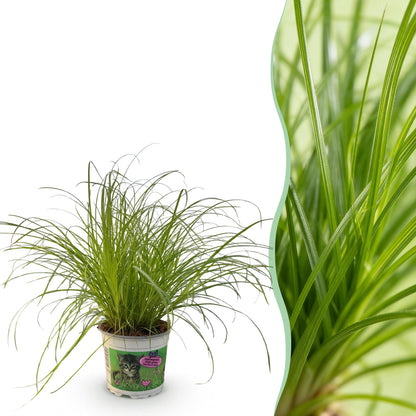 Cyperus alternifolius Zumula, une plante à chats Pet-friendly, avec un feuillage vert clair et fin dans un pot en plastique