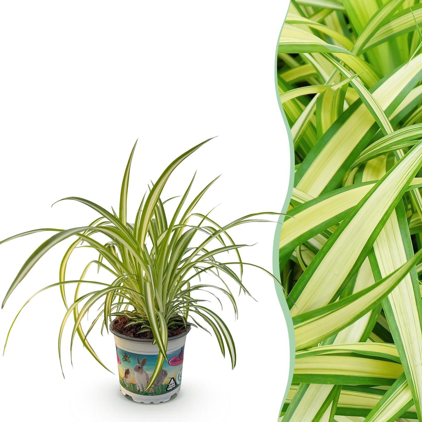 Une élégante Chlorophytum comosum Variegatum, connue sous le nom de Plante Araignée Panachée, dans un pot décoré de lapins