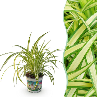 Une élégante Chlorophytum comosum Variegatum, connue sous le nom de Plante Araignée Panachée, dans un pot décoré de lapins