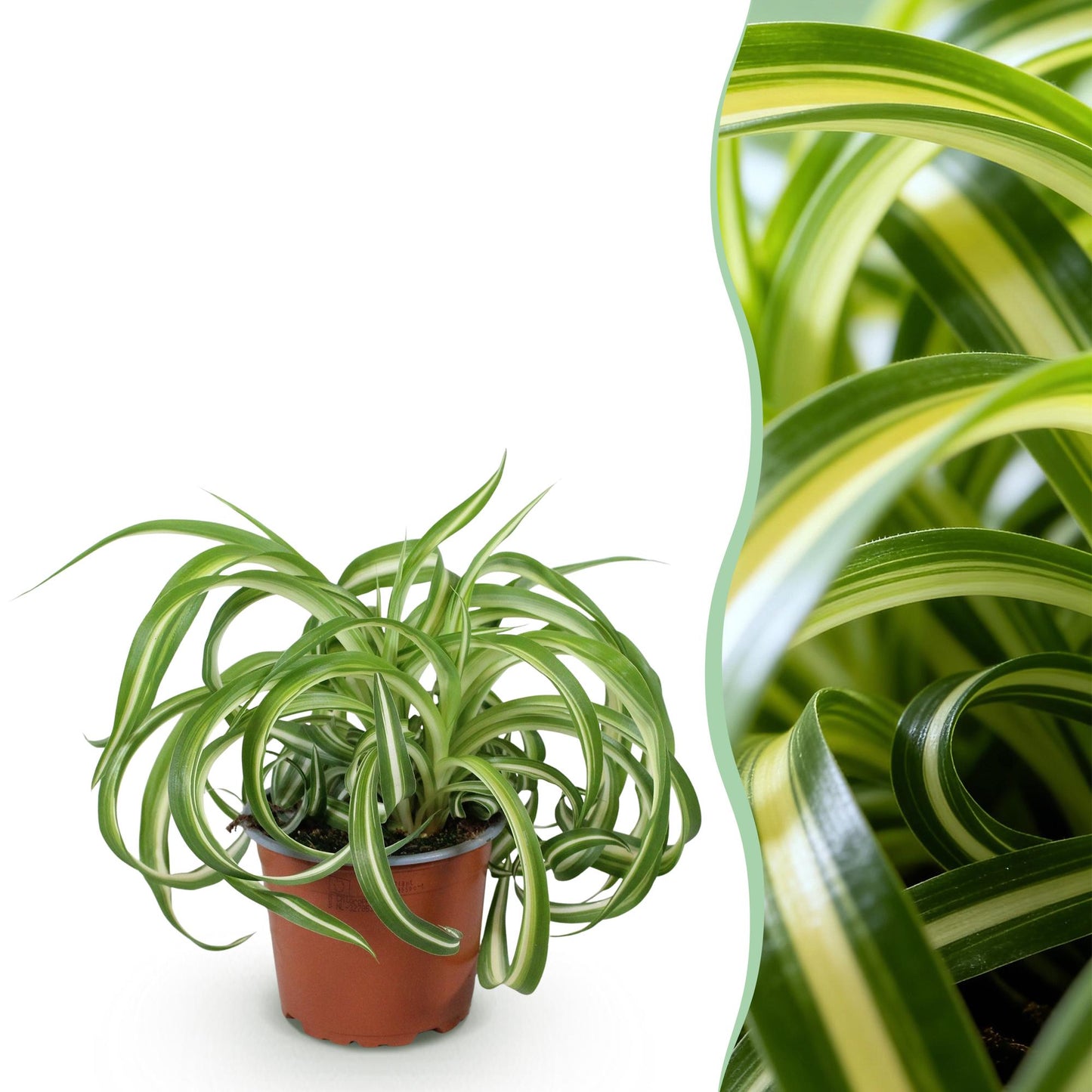 Un Chlorophytum comosum Bonnie vert et blanc avec des feuilles ondulées, présenté dans un pot brun simple