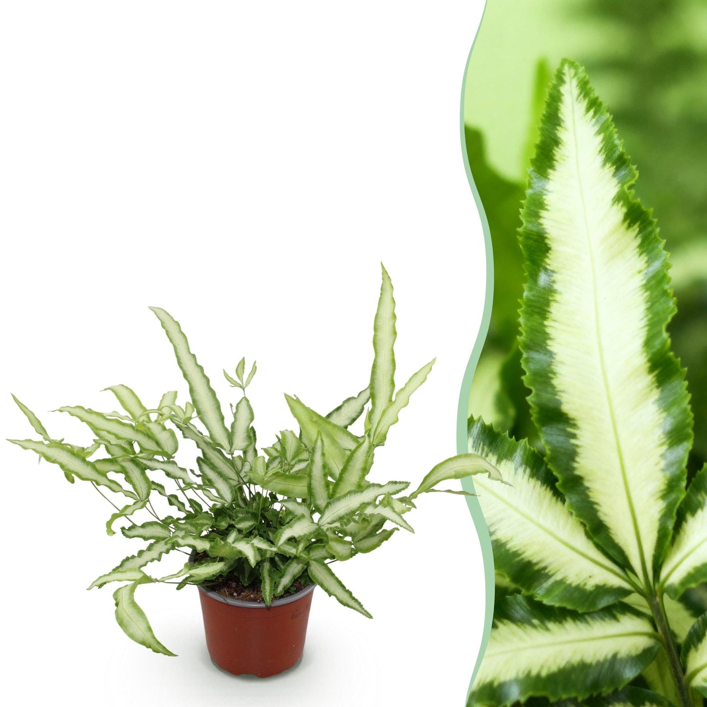 Une élégante fougère ruban Pteris cretica Albolineata avec des feuilles panachées vert vif et blanc crème dans son pot