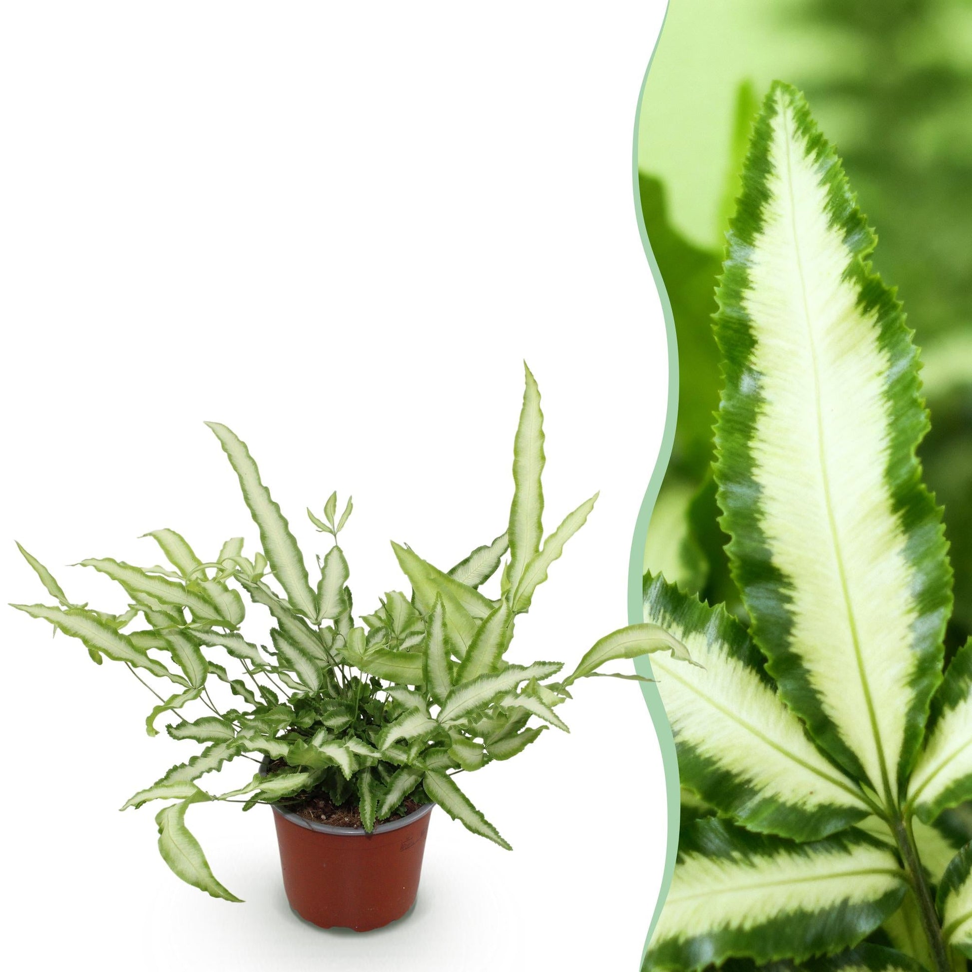 Une élégante fougère ruban Pteris cretica Albolineata avec des feuilles panachées vert vif et blanc crème dans son pot