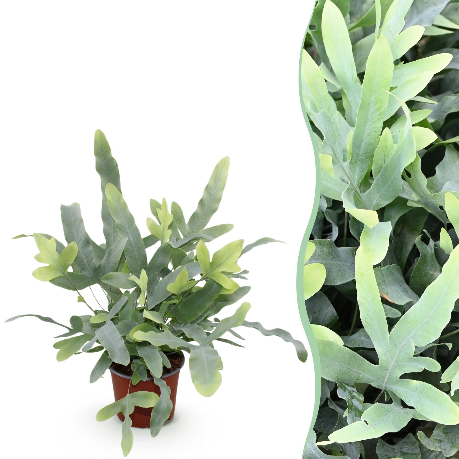Phlebodium aureum Blue Star, une fougère bleue avec un feuillage lobé et ondulé aux nuances de vert clair, dans un simple pot de culture