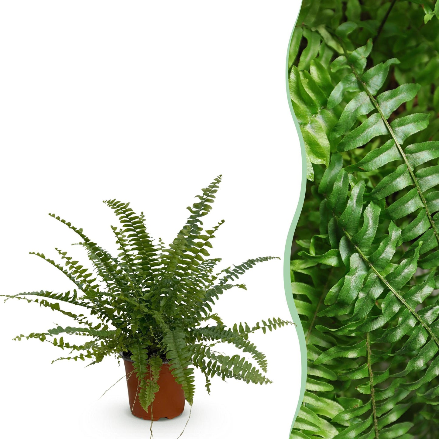 Une élégante fougère Nephrolepsis exaltata Green Lady avec son feuillage dense et vert vif dans un pot en terre cuite simple