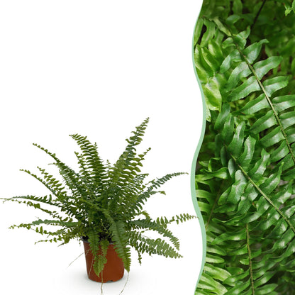 Une élégante fougère Nephrolepsis exaltata Green Lady avec son feuillage dense et vert vif dans un pot en terre cuite simple