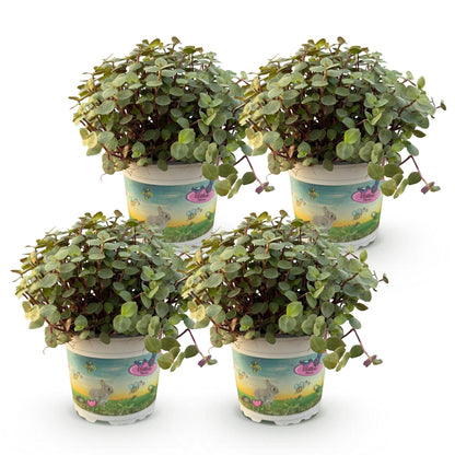 Quatre pots de Calissia repens avec de petites feuilles rondes vertes et des tiges rouge violacé, motifs lapins