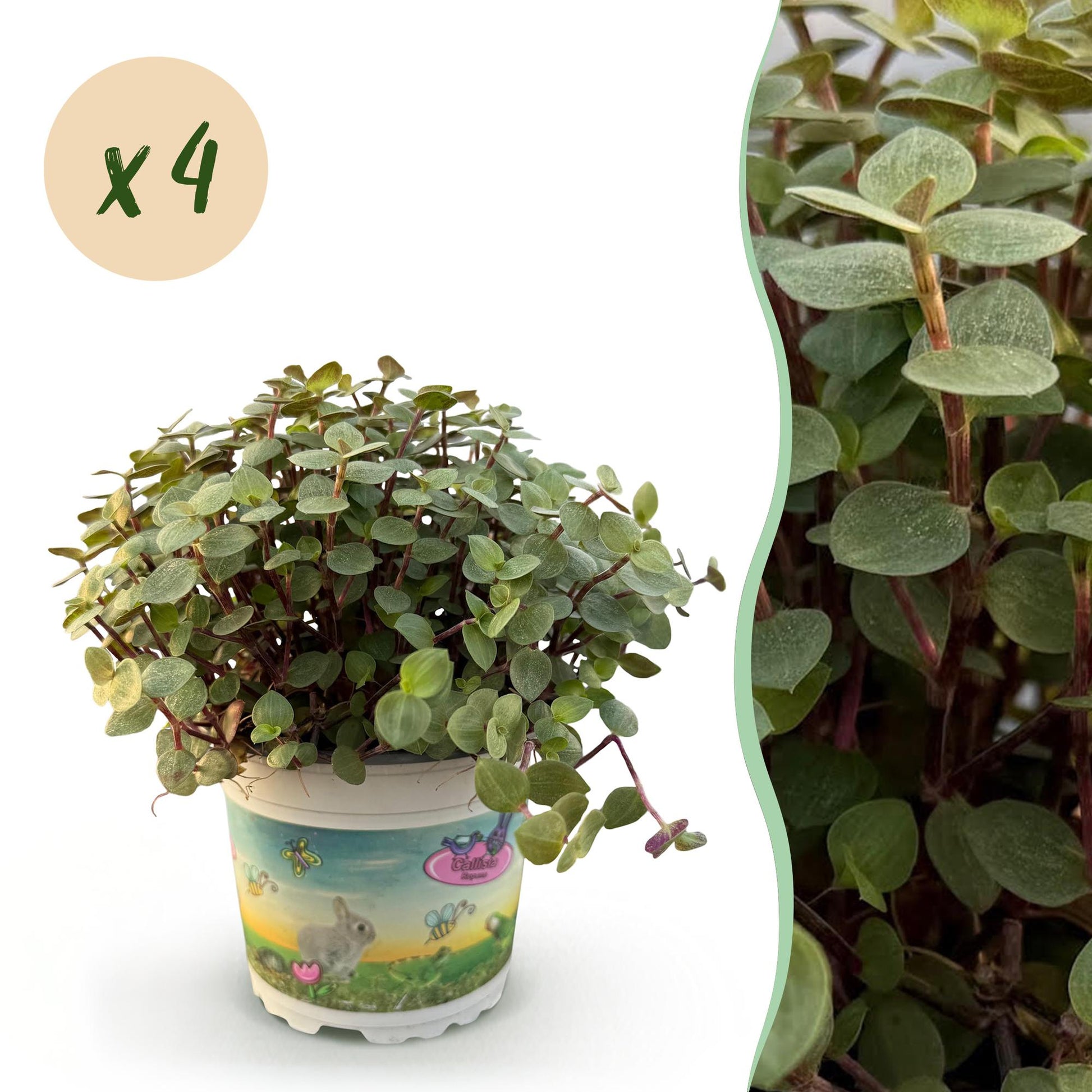 Une Calissia repens, aussi appelée herbe à chat, avec de petites feuilles rondes et vertes sur des tiges roses