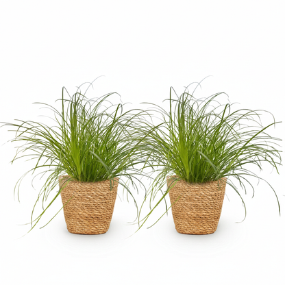 Deux Cyperus alternifolius Zumula pet-friendly en pot de fibres naturelles tressées sur fond blanc