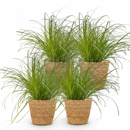 Quatre Cyperus alternifolius Zumula aux longues feuilles vertes poussant dans des paniers tresses en osier clair