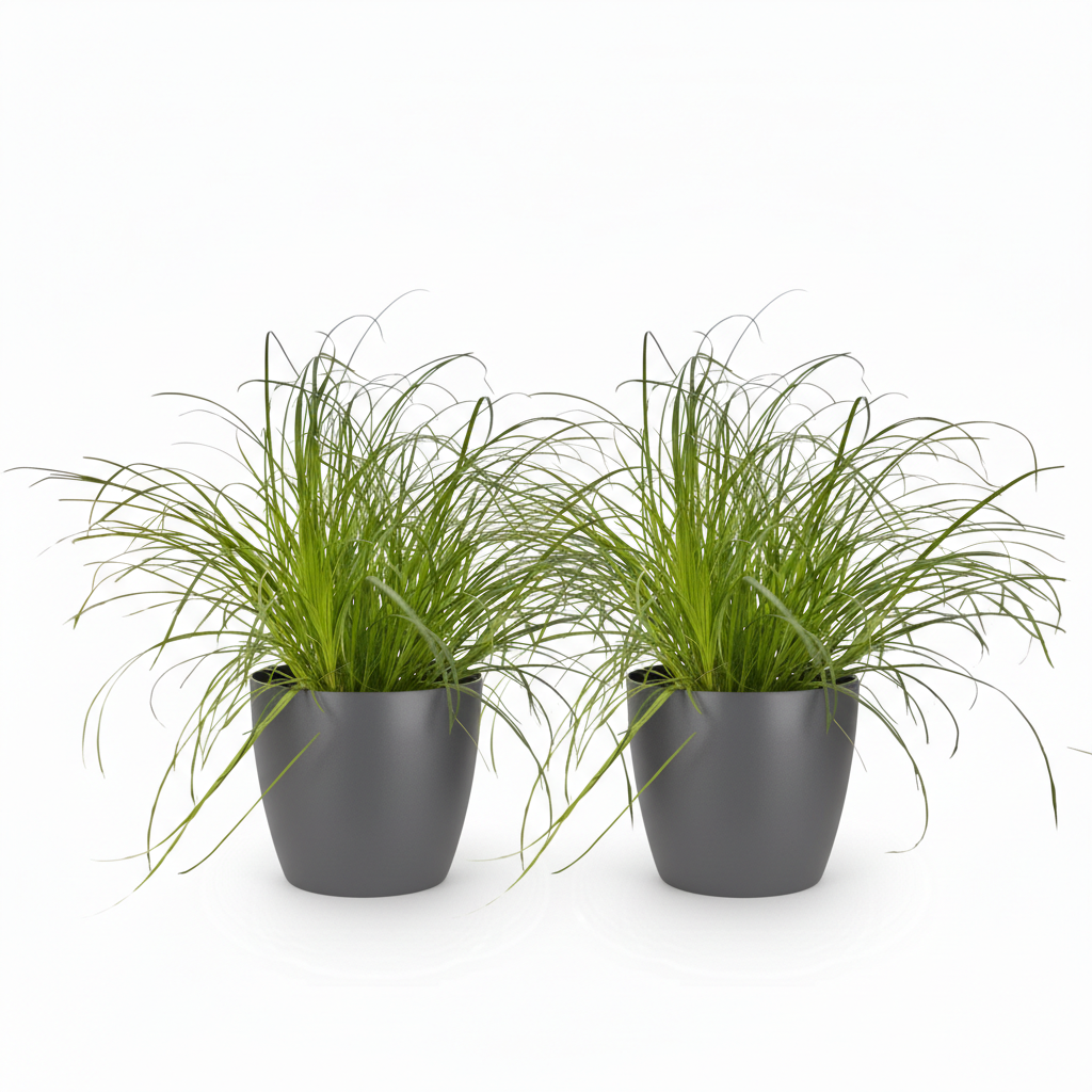 Deux Cyperus alternifolius Zumula dans des pots gris fonce avec un feuillage vert clair luxuriant