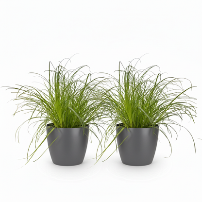 Deux Cyperus alternifolius Zumula dans des pots gris fonce avec un feuillage vert clair luxuriant