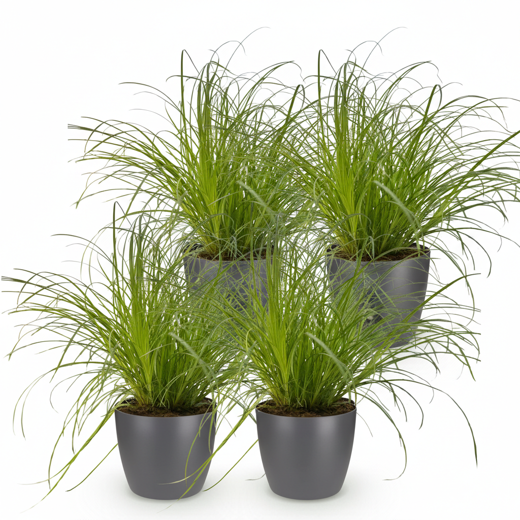 Quatre Cyperus alternifolius Zumula pet-friendly en pot gris foncé, au feuillage vert clair, frais et abondant