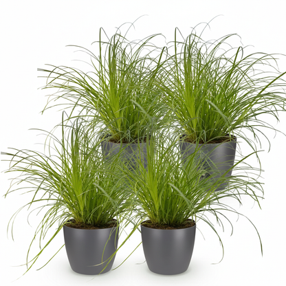 Quatre Cyperus alternifolius Zumula pet-friendly en pot gris foncé, au feuillage vert clair, frais et abondant