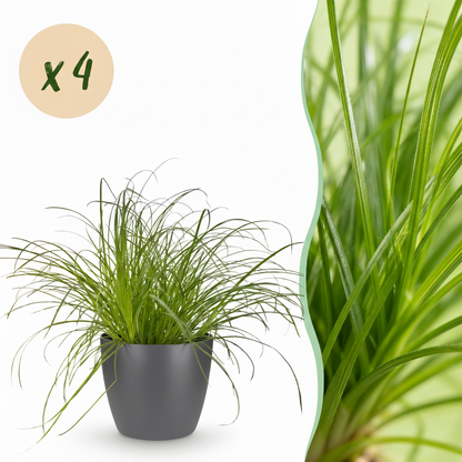 Un Cyperus alternifolius Zumula avec son feuillage fin et vert vif, présenté dans un cache-pot gris, idéal comme plante à chats