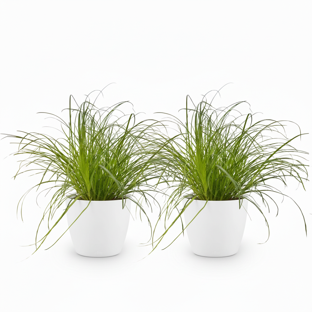 Deux Cyperus alternifolius Zumula avec de fines feuilles vertes, presentés dans des pots blancs ronds et lisses
