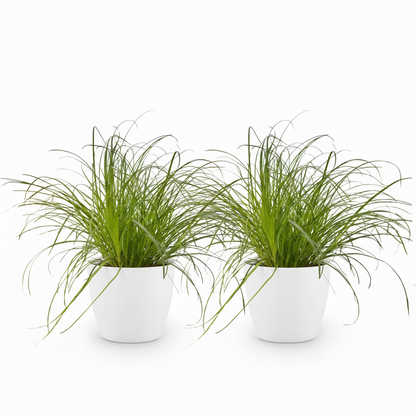 Deux Cyperus alternifolius Zumula avec de fines feuilles vertes, presentés dans des pots blancs ronds et lisses