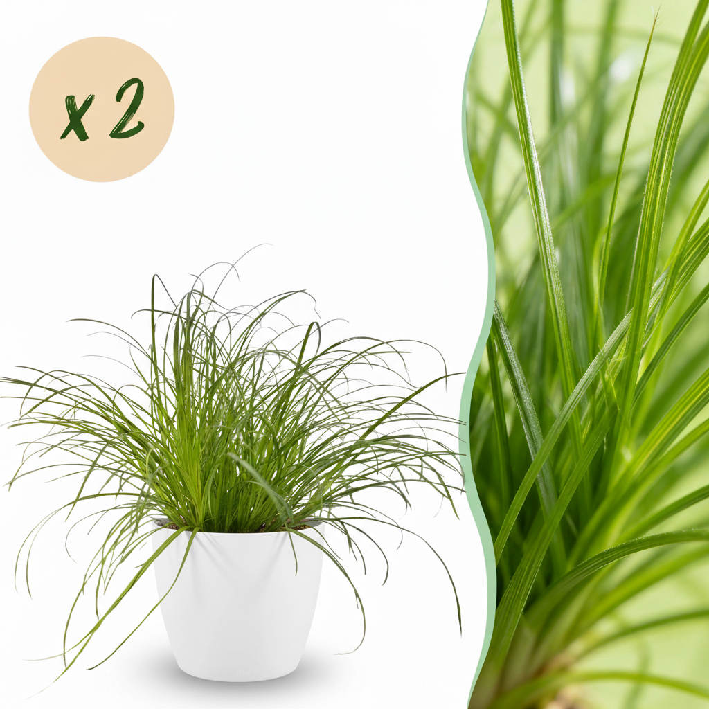 Un Cyperus alternifolius Zumula avec des brins d'herbe fins et luxuriants dans un cache-pot blanc élégant