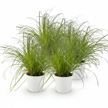Quatre Cyperus alternifolius Zumula aux fines feuilles vertes luxuriantes dans des pots blancs sur fond clair